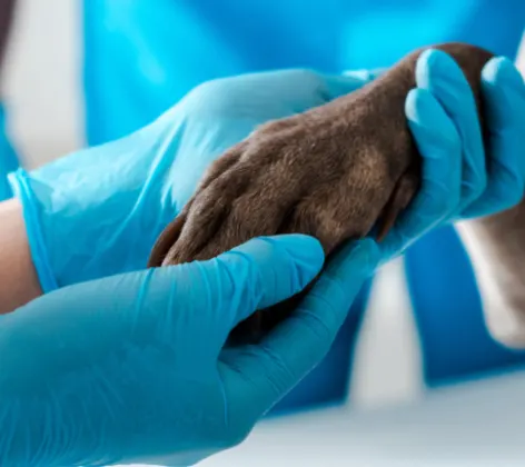 Veterinarian Holding a Dog's Paw